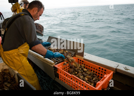 Whelk fishing in the Bay of Granville (50 Stock Photo - Alamy