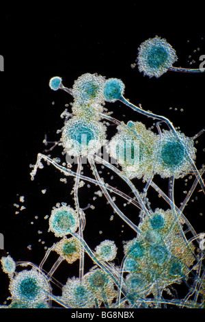 Darkfield photomicrograph of Aspergillus fungus Stock Photo