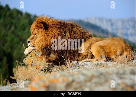 Barbary lion (Panthera leo), extinct in wild- captive, Bozeman, Montana, USA Stock Photo