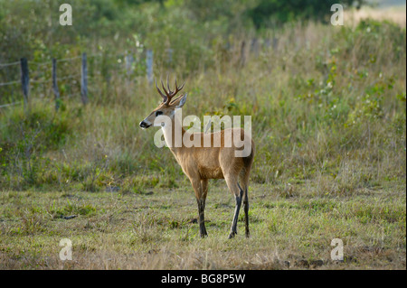 male marsh deer, BLASTOCERUS DICHOTOMUS, PANTANAL, MATO GROSSO, Brasil, South America Stock Photo