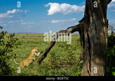 African lioness jumping into tree, Masai Mara, Kenya Stock Photo