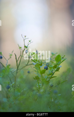 Blueberry branch with ripe blueberries ( Vaccinium myrtillus ) , Finland Stock Photo