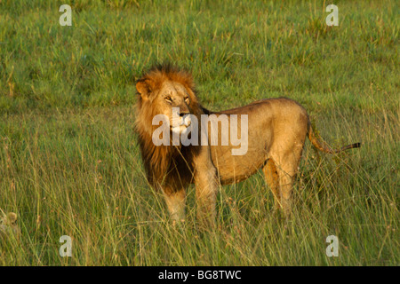 Male African lion on grassland, Masai Mara, Kenya Stock Photo