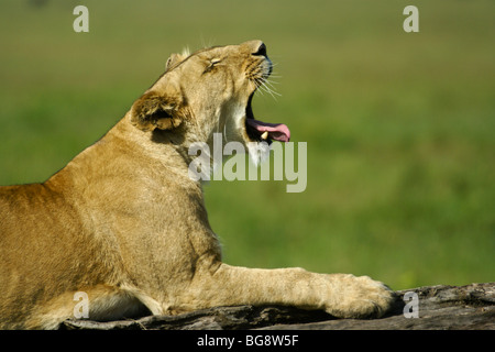 African lioness yawning, Masai Mara, Kenya Stock Photo