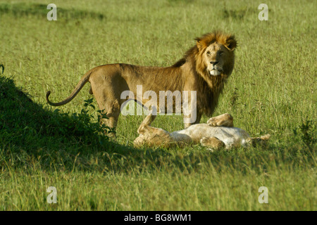 African Lions mating Stock Photo - Alamy
