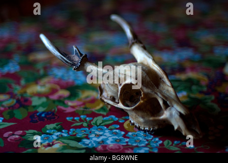 muntjac deer skull (muntiacus reevesi) Stock Photo