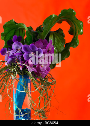 Purple orchid bouquet in vase on orange background Stock Photo