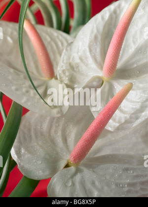 White lily close up on red background Stock Photo