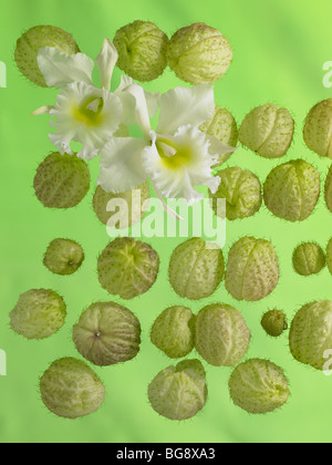 White orchids with green pods on green silk background Stock Photo