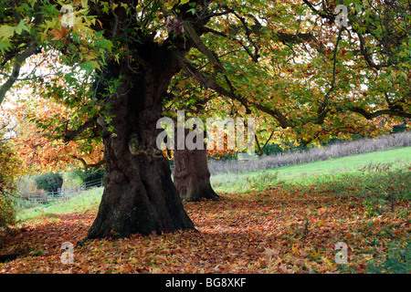 Very old Plane tree at Shiplake Lock on the River Thames Oxfordshire England UK Stock Photo