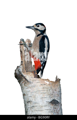 Greater Spotted Woodpecker Dendrocopos major
