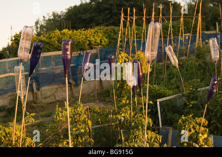 Plastic bottles on canes to scare birds away from tomato plants on a allotment. Stock Photo