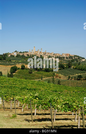 San Gimignano. Tuscany. Italy. Vineyards growing below the hill top town of San Gimignano. Stock Photo