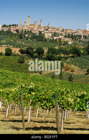 San Gimignano. Tuscany. Italy. Vineyards growing below the hill top town of San Gimignano. Stock Photo