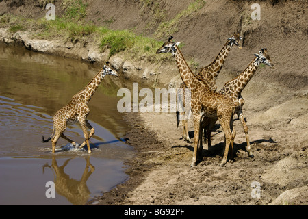 Masai giraffes at the river, Masai Mara, Kenya Stock Photo