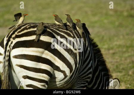 Red-billed oxpeckers on zebra, Samburu, Kenya Stock Photo