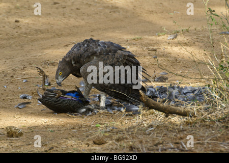 Martial eagle eating vulturine guineafowl, Samburu, Kenya Stock Photo