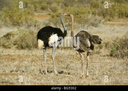 Male and female Somali ostriches, Samburu, Kenya Stock Photo
