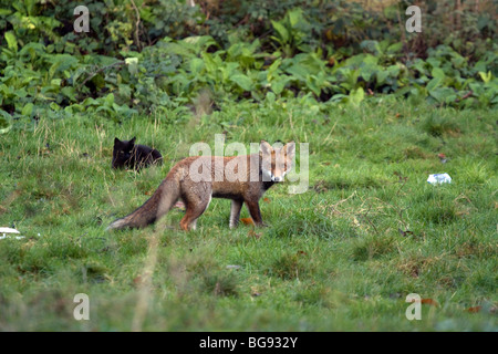 Red Fox  (Vulpus Vulpus) and Black Cat in a North London garden Stock Photo