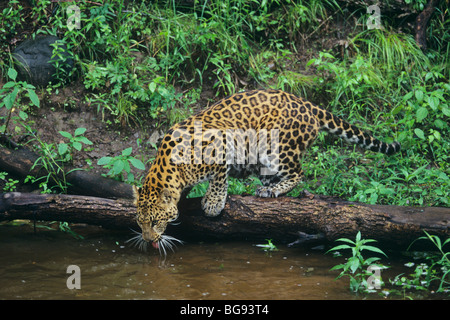 Amur Leopard (Panthera pardus orientalis), adult drinking, captive, USA Stock Photo