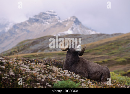 Bighorn Sheep, Mountain Sheep(Ovis canadensis), adult resting, Jasper National Park, Alberta, Canada Stock Photo
