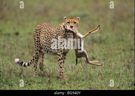 Cheetah (Acinonyx jubatus), adult with Thomson's gazelle (Eudorcas thomsoni) prey, Serengeti National Park, Tanzania, Africa Stock Photo