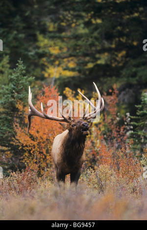 Elk, Wapiti (Cervus elaphus), bull bugling, Jasper National Park, Alberta, Canada Stock Photo