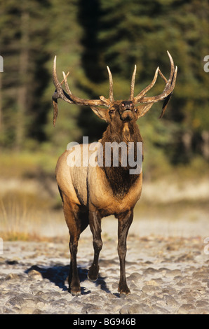 Elk, Wapiti (Cervus elaphus), bull, Jasper National Park, Alberta, Canada Stock Photo