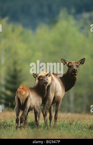 Elk, Wapiti (Cervus elaphus), Cow with calf, Yellowstone National Park, Wyoming, USA Stock Photo