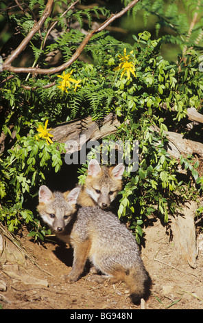 Gray Fox (Urocyon cinereoargenteus), young at den, captive, USA Stock Photo