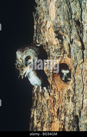 Northern Saw-whet Owl (Aegolius acadicus), adult bringing deer mouse to young, Colorado, USA Stock Photo