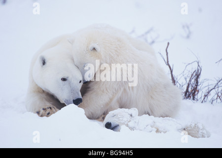 Polar Bear (Ursus maritimus), mother with cubs after snow storm with one sick cub, Churchill, Manitoba, Canada Stock Photo