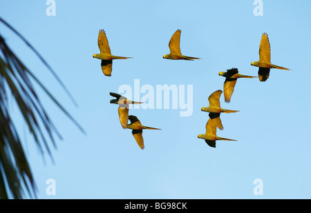 flying Golden-collared Macaws or Yellow-collared Macaw, Primolius auricollis, MATO GROSSO, Brasil, South America Stock Photo