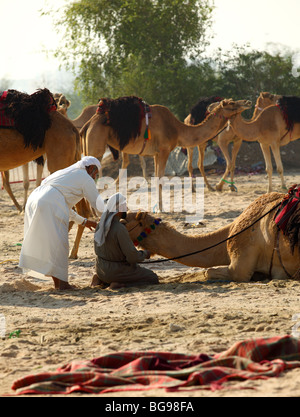 Concerned herdsmen attend to a problem with a camel at a bedouin camp established in the centre of Doha, the Qatari capital, Stock Photo