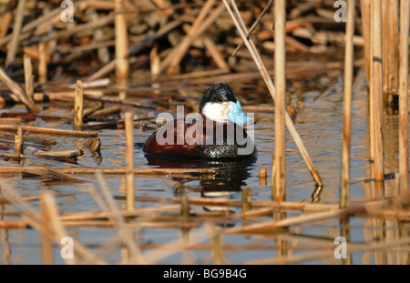 Ruddy Duck male in breeding plumage Stock Photo
