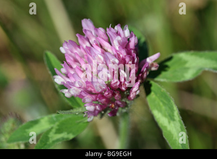a red clover (Trifolium pratense) flower Stock Photo