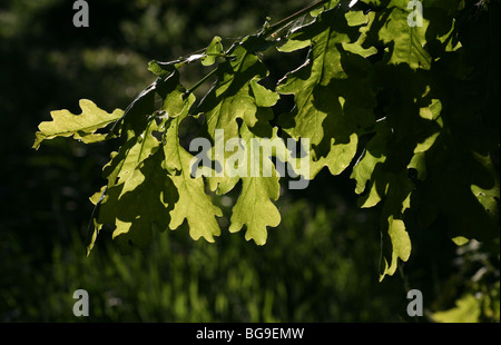a backlit photo of a young oak leaf with the sun shining through the leaves Stock Photo