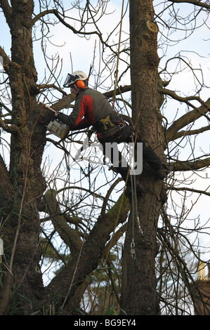 Tree surgeon, arborist, using a chain saw, at work up a tree