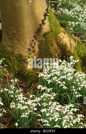 Common snowdrops - Galanthus - and ivy at the base of a beech tree in woodland, SW Scotland Stock Photo