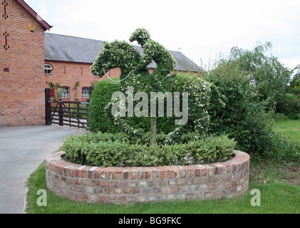 topiary Horse and Jockey made out of a bush at a Stud Farm in Cheshire Stock Photo