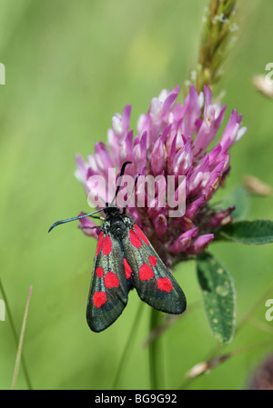 A Five-Spot Burnet Moth (Zygaena trifolii) on a red clover (Trifolium pratense) flower Stock Photo