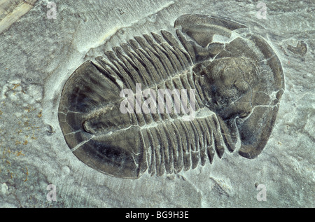 Trilobite fossil, Mid-Cambrian Period, 500 Million Years Old, Elrathis kingi, Antelope Springs Quarry, Utah, USA Stock Photo
