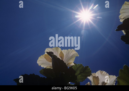 Hibiscus flower against the sun, South Africa Stock Photo