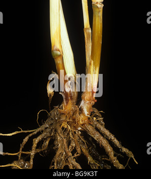 Fusarium foot rot (Fusarium spp.) pink mycelium on wheat stem base Stock Photo