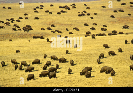 Bison herd covers prairie on near Fairburn, South Dakota, USA Stock Photo