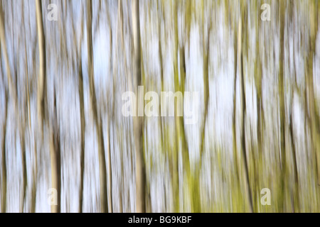 Abstract shot of Silver Birch Trees Stock Photo