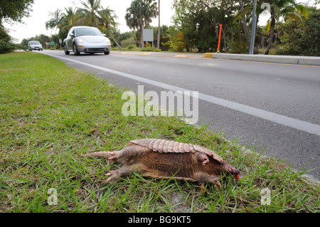 Dead Armadillo on side of the road Stock Photo