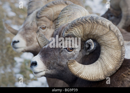 A side view selective focus portrait of a mature bighorn ram Stock Photo