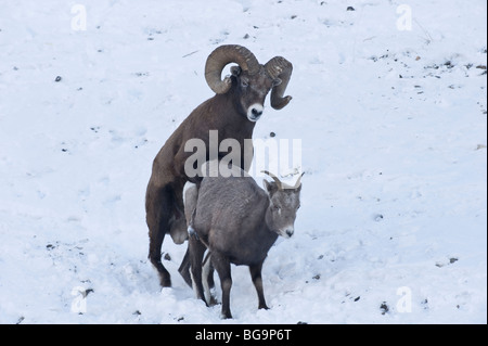 Bighorn Sheep mating Stock Photo