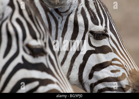 Close up Headshots of two Plains Zebras (Equus burchelli) on the African grasslands Stock Photo
